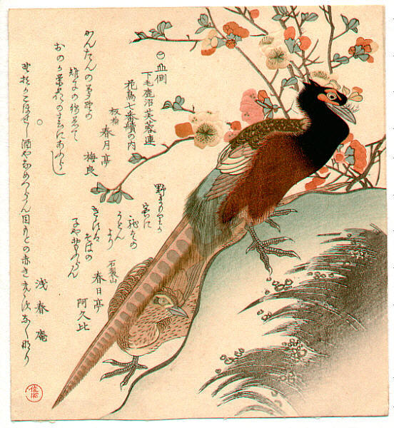 Pheasant