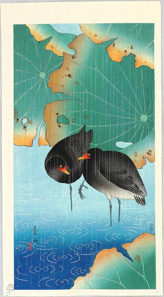 Gallinule- moorhen