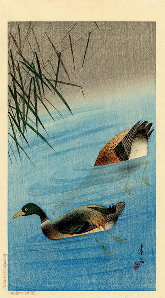 Mallard Ducks