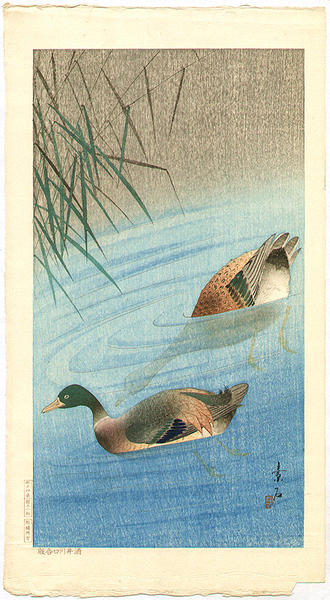 Mallard Ducks