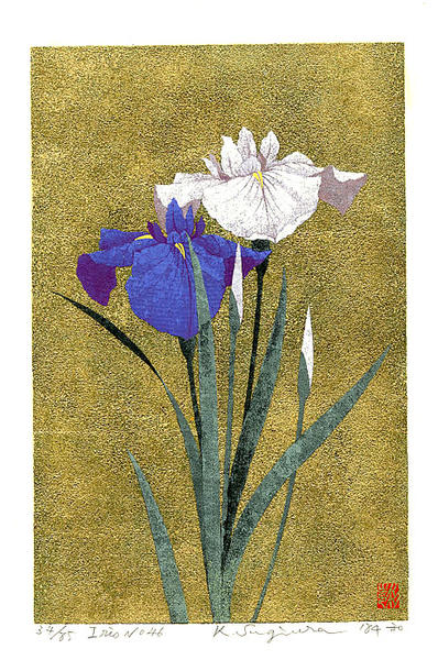 Iris No 46