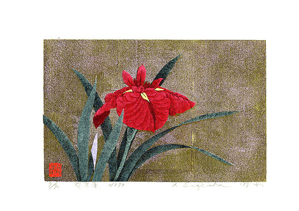 Iris No 70