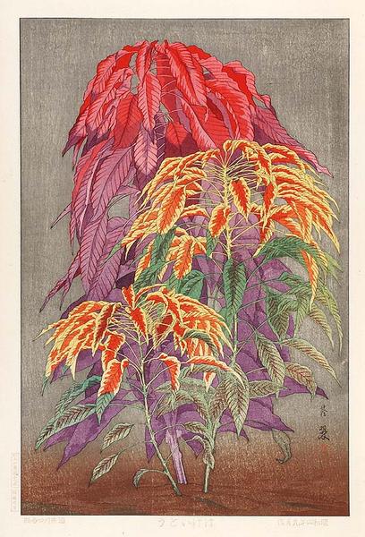Coleus