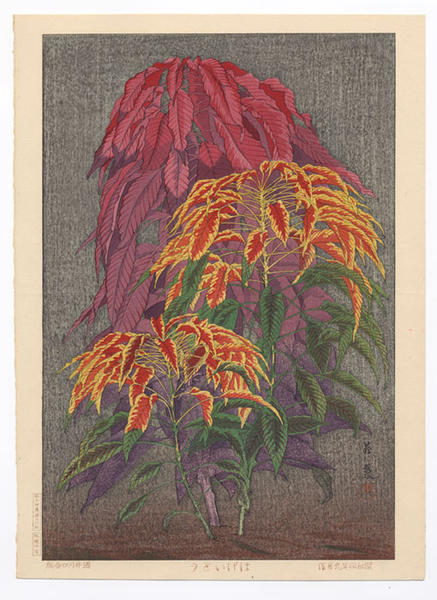 Coleus