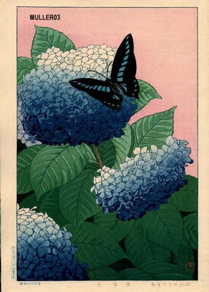 Hydrangeas and Butterfly