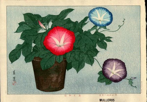 Morning Glories