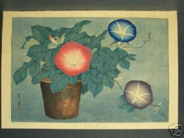 Morning Glories