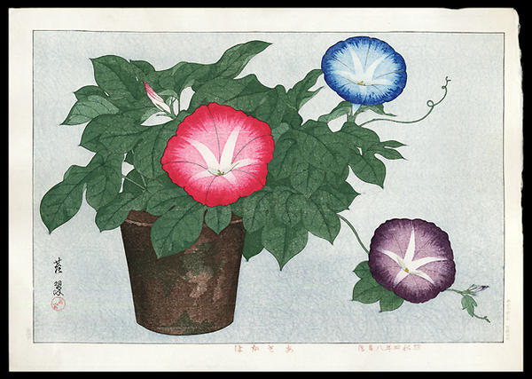 Morning Glories
