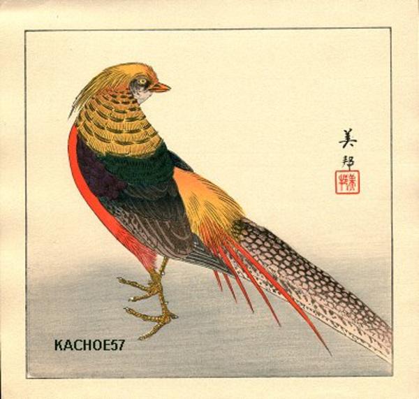 Chinese pheasant