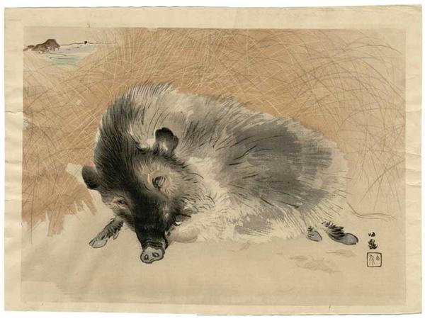 Boar
