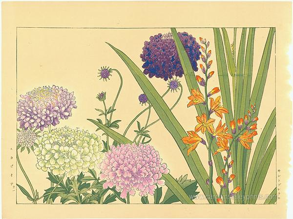 Scabiosa (pincushion flower) and Montobretia (Crocosmia)