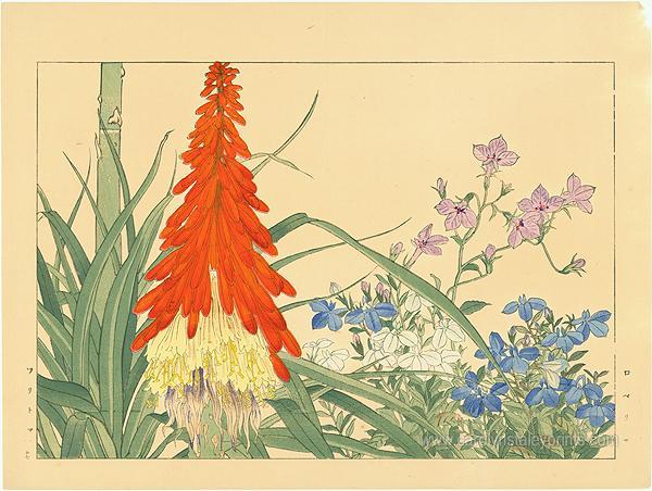 Tritoma (Kniphofia or Red hot poker) and Lobelia