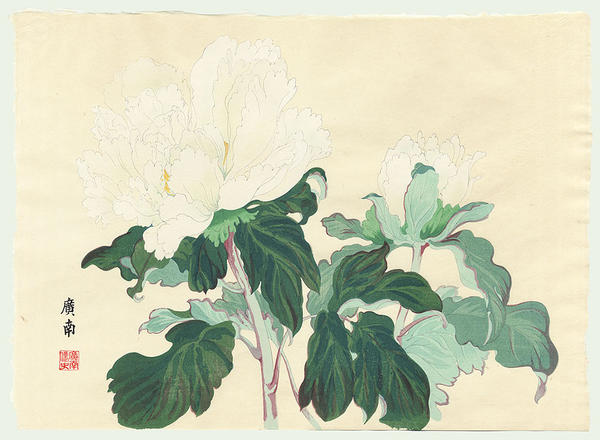 White Dragon Peony