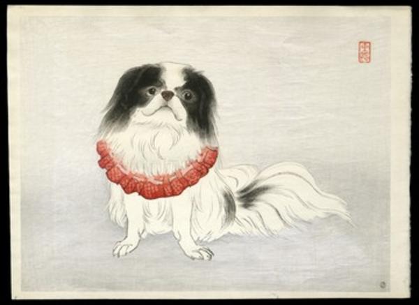 Pekinese