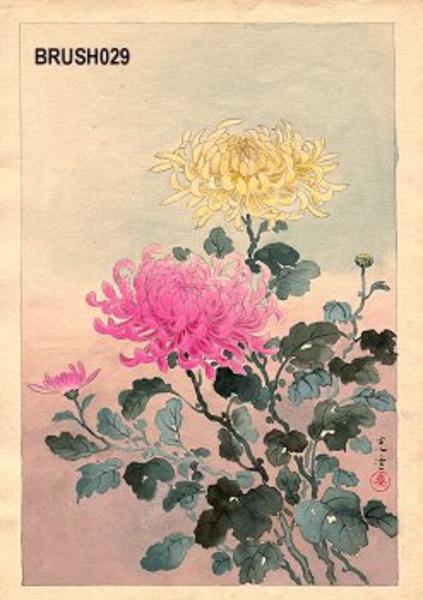 Floral, Chrystanthemums