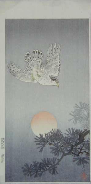 Goshawk
