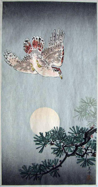 Goshawk