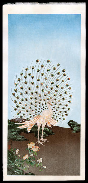 Peacock - birds