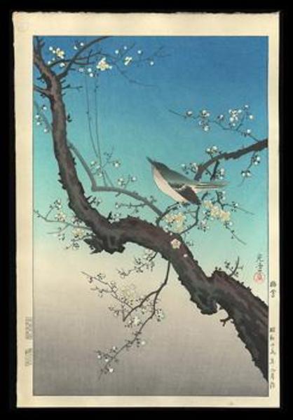 Plum Nightingale