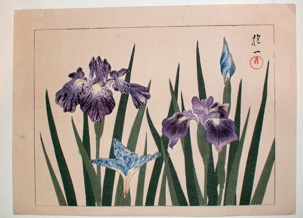 Iris 1