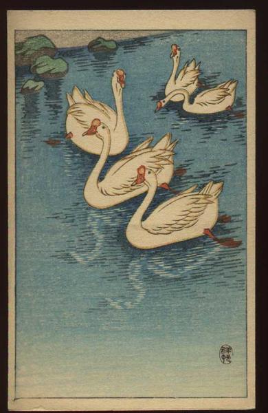 Unknown - swans