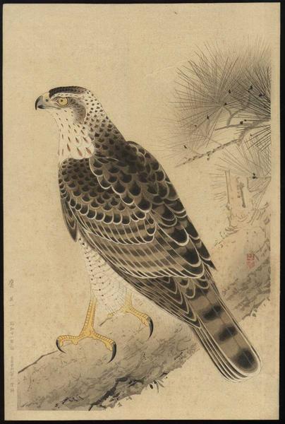 Hawk