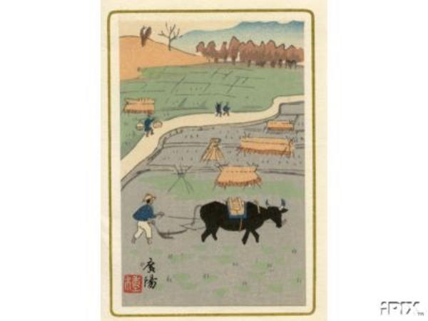 Unknown, ploughing ricefield