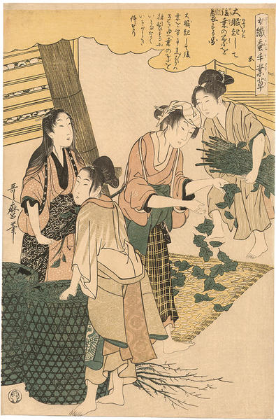 Women spreading mulberry leaves on the silkworms