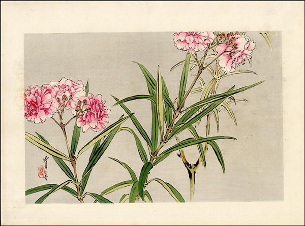 Orchids