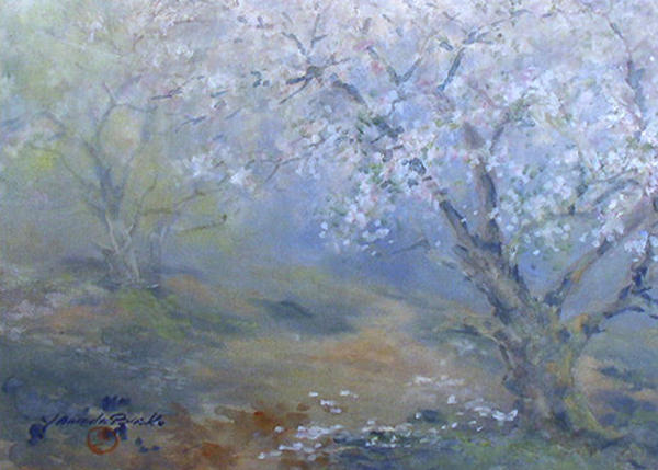 Cherry blossoms