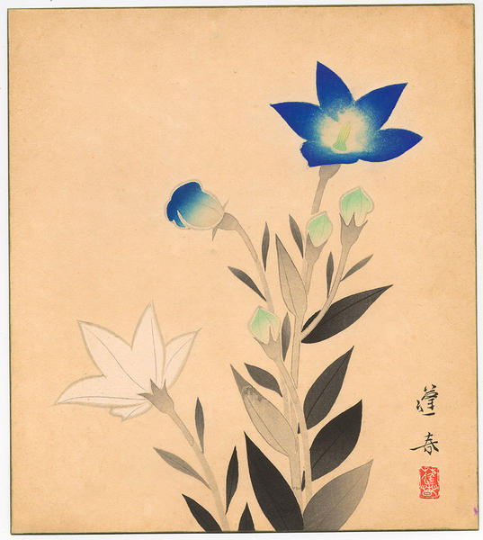 August - Natsuno Kikyo (Summer fields, Kikyo)
