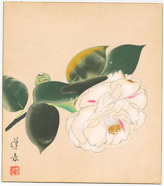 February - Camellia