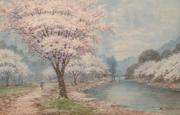 Cherry Trees in Bloom