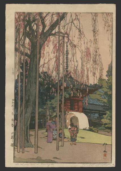 The Cherry Tree in Kawagoe