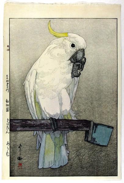 Kibatan Parrot - Sulphur-crested Cockatoo