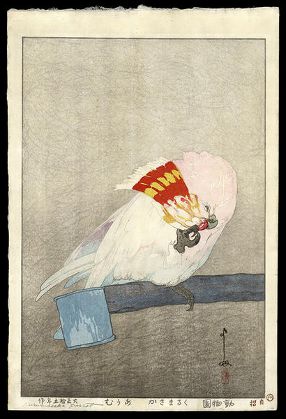 Kurumazaka Parrot