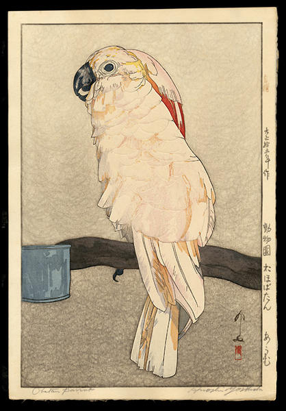 Obatan Parrot
