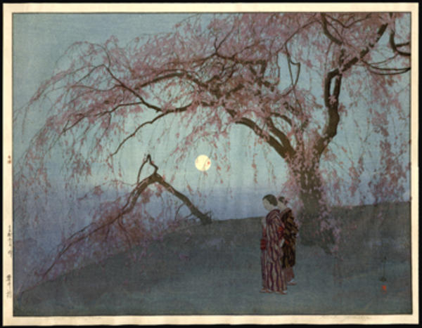 Kumoi Cherry Tree