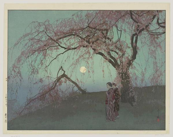 Kumoi Cherry Tree