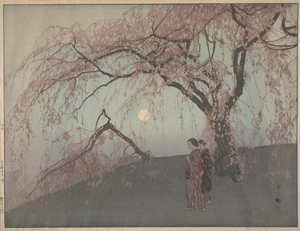 Kumoi Cherry Tree