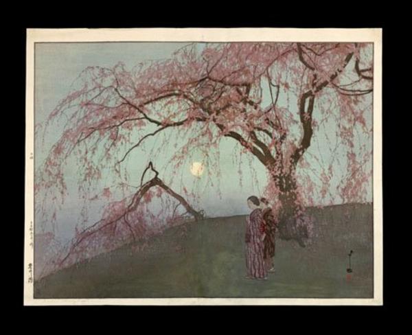 Kumoi Cherry Tree