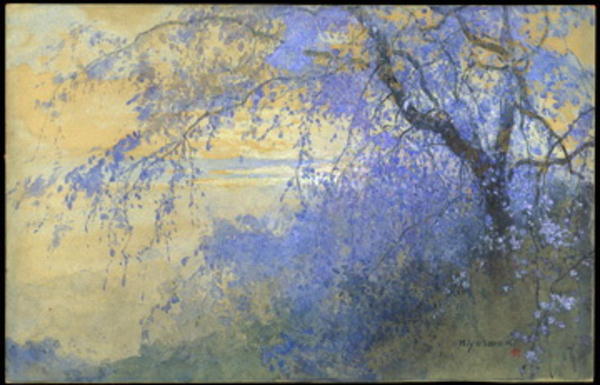 Wisteria