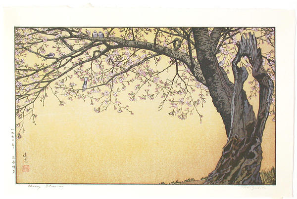 Cherry Blossoms
