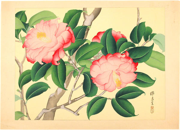 Tsubaki - Camellia