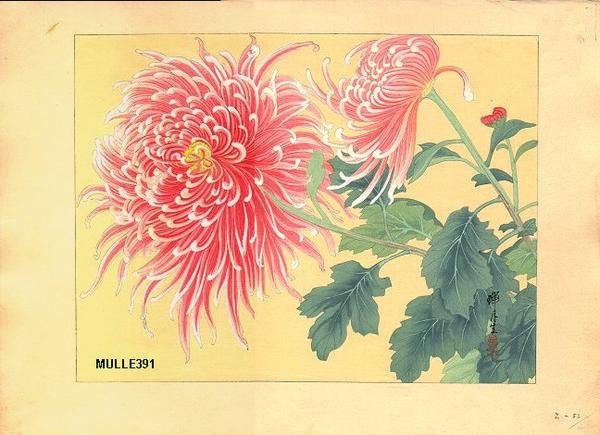 Chrysanthemum
