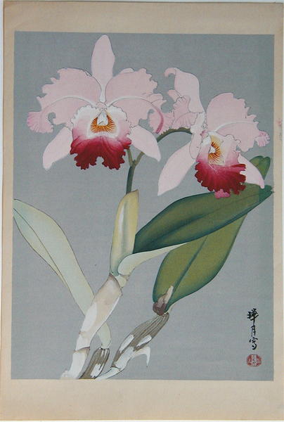 Orchid 1