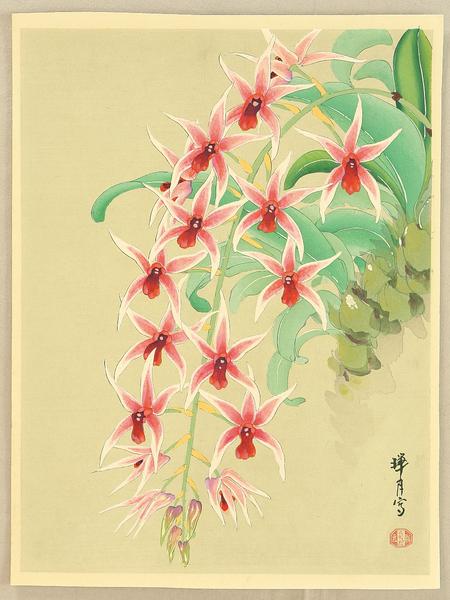 Orchid 2
