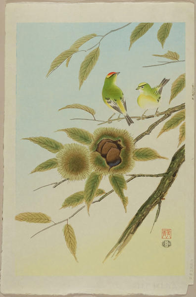 Kinglet and Chestnut