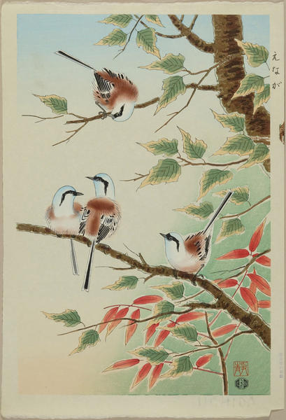 Long-tailed Tit