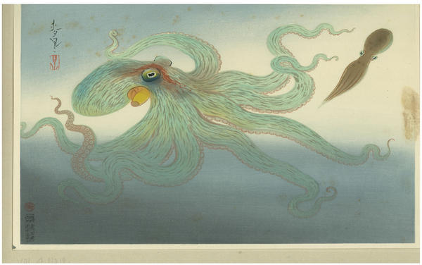 Octopus